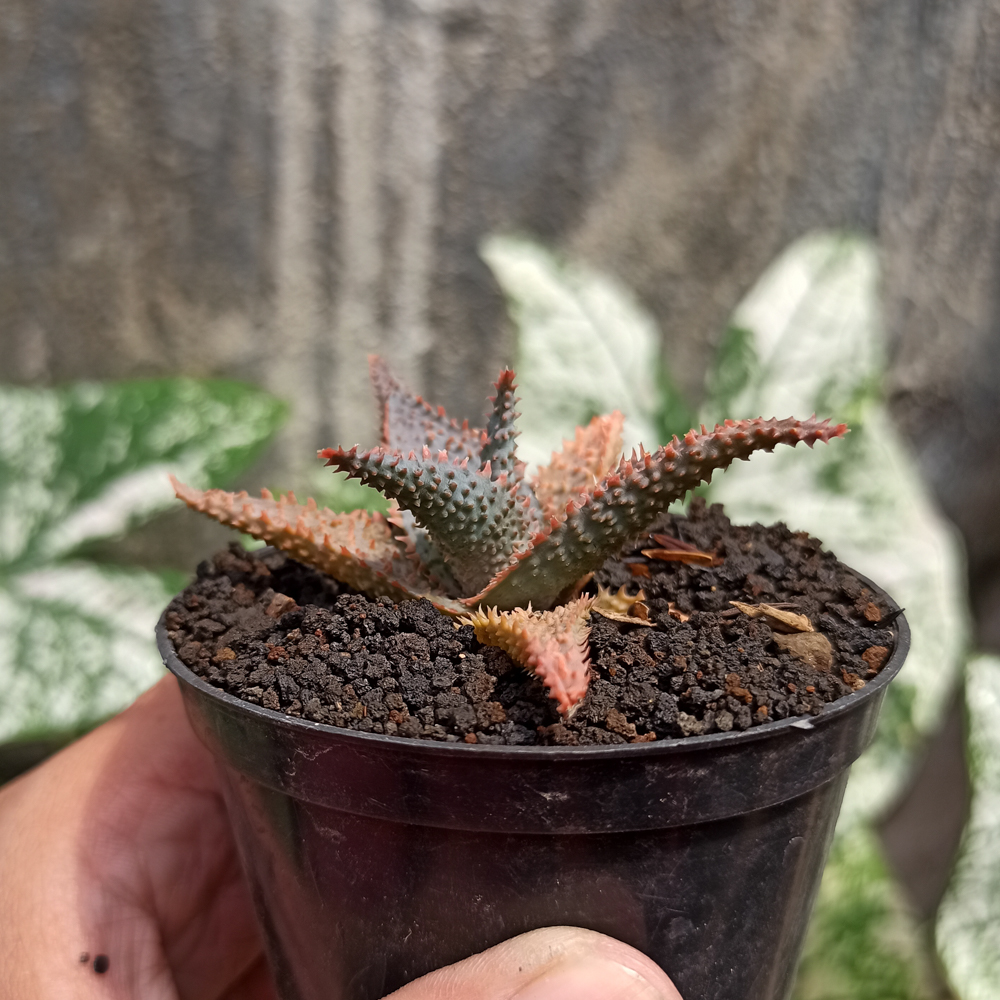 1122. Aloe Lavender Star - Image 2