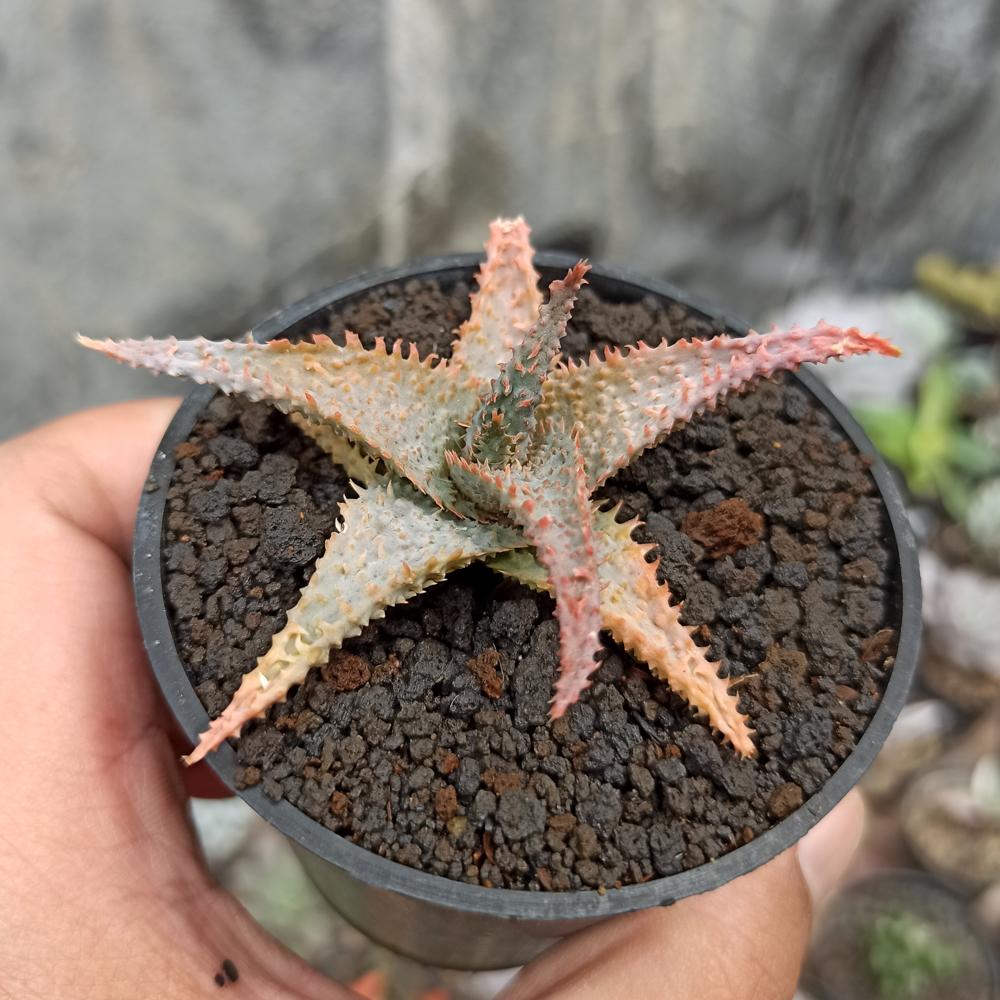 1122. Aloe Lavender Star - Image 7