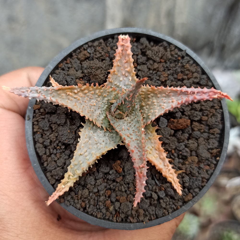 1122. Aloe Lavender Star - Image 6