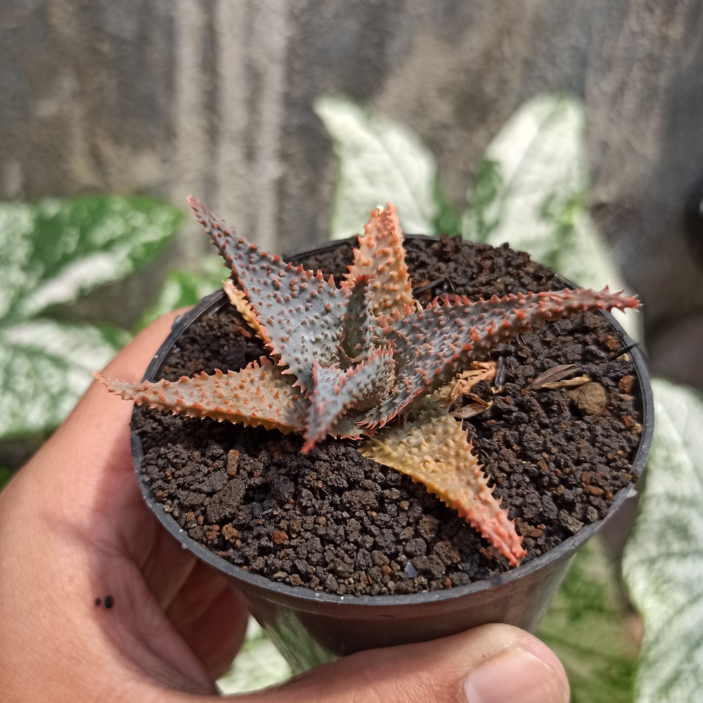 1122. Aloe Lavender Star - Image 4