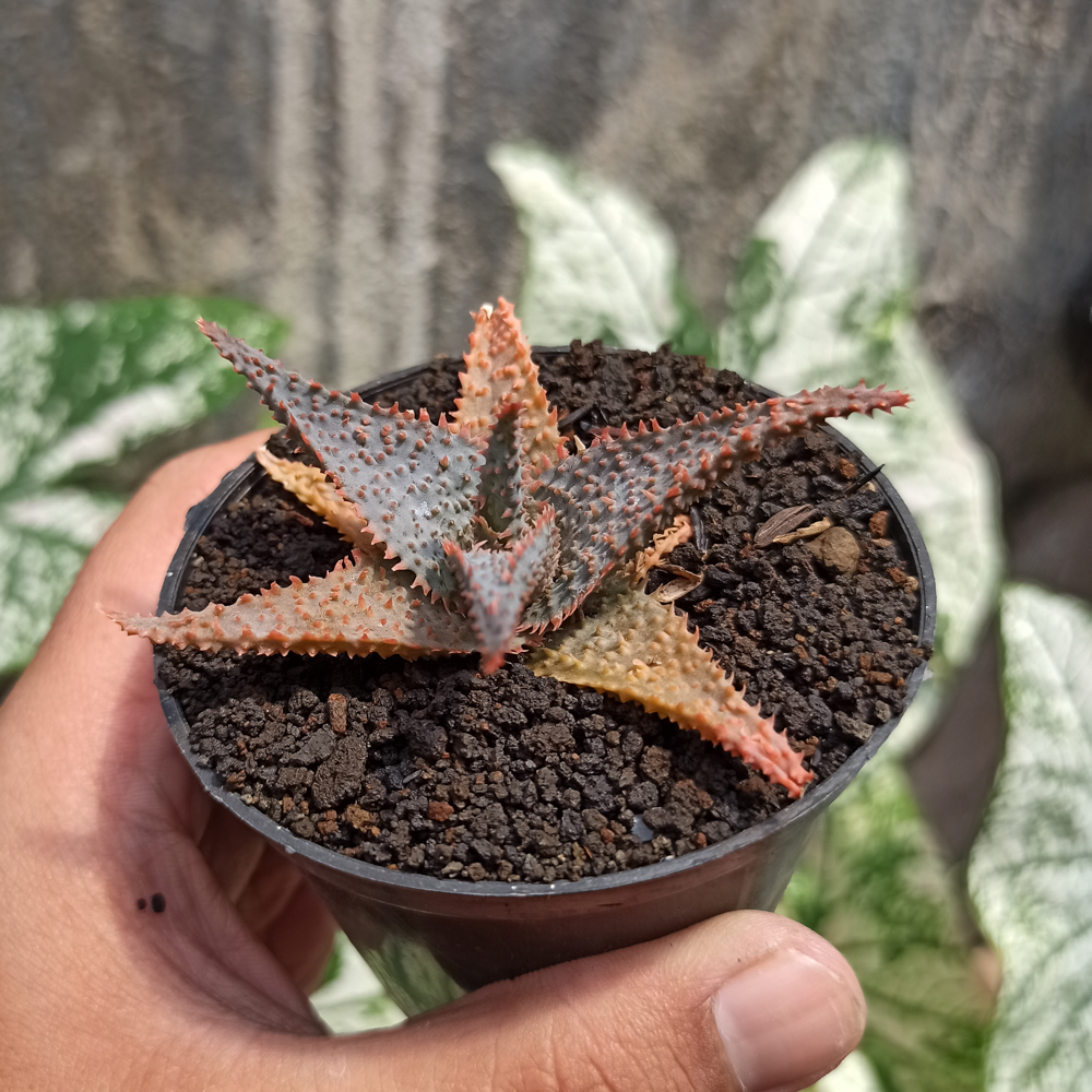 1122. Aloe Lavender Star - Image 3