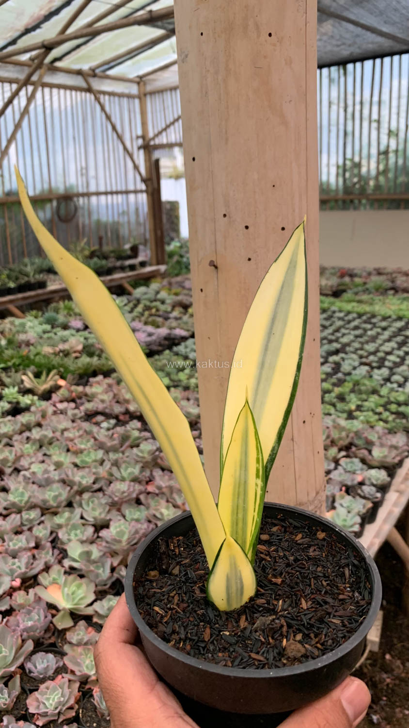 1123. Sansevieria Gold Banner Mutation - Image 4