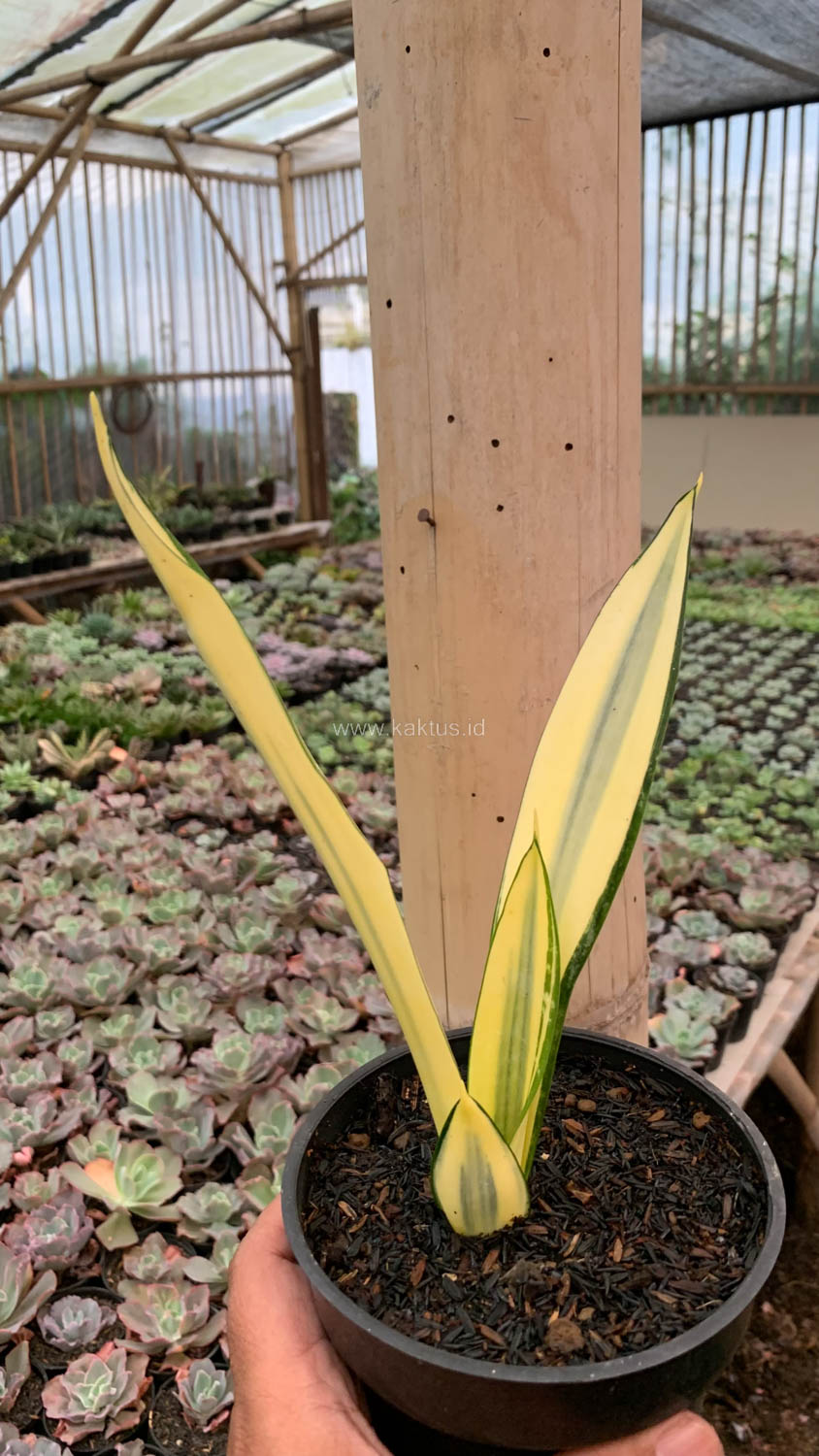 1123. Sansevieria Gold Banner Mutation - Image 9