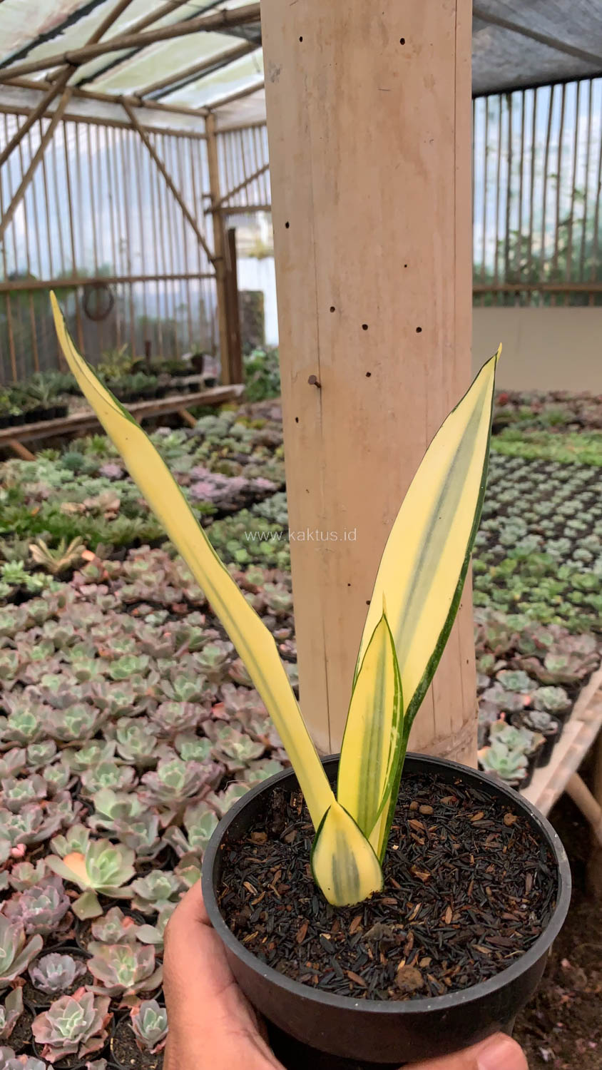 1123. Sansevieria Gold Banner Mutation - Image 10