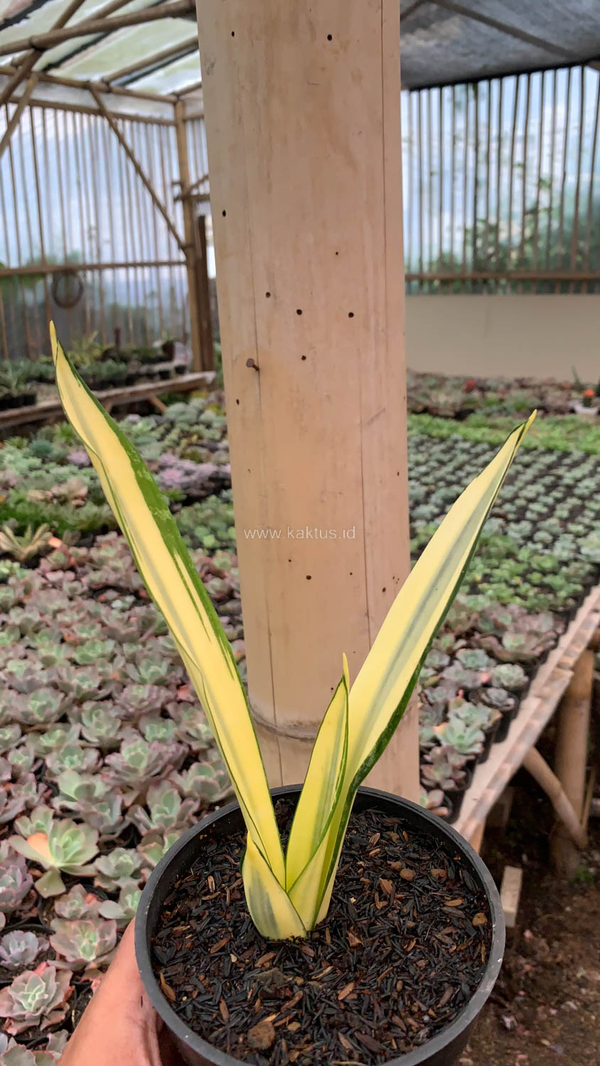 1123. Sansevieria Gold Banner Mutation - Image 5