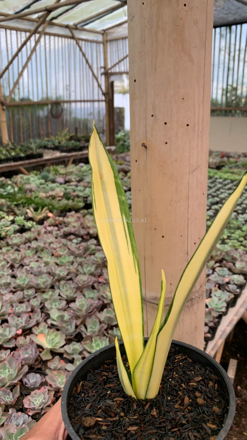 1123. Sansevieria Gold Banner Mutation - Image 6