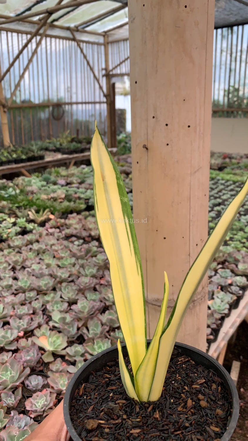 1123. Sansevieria Gold Banner Mutation - Image 7