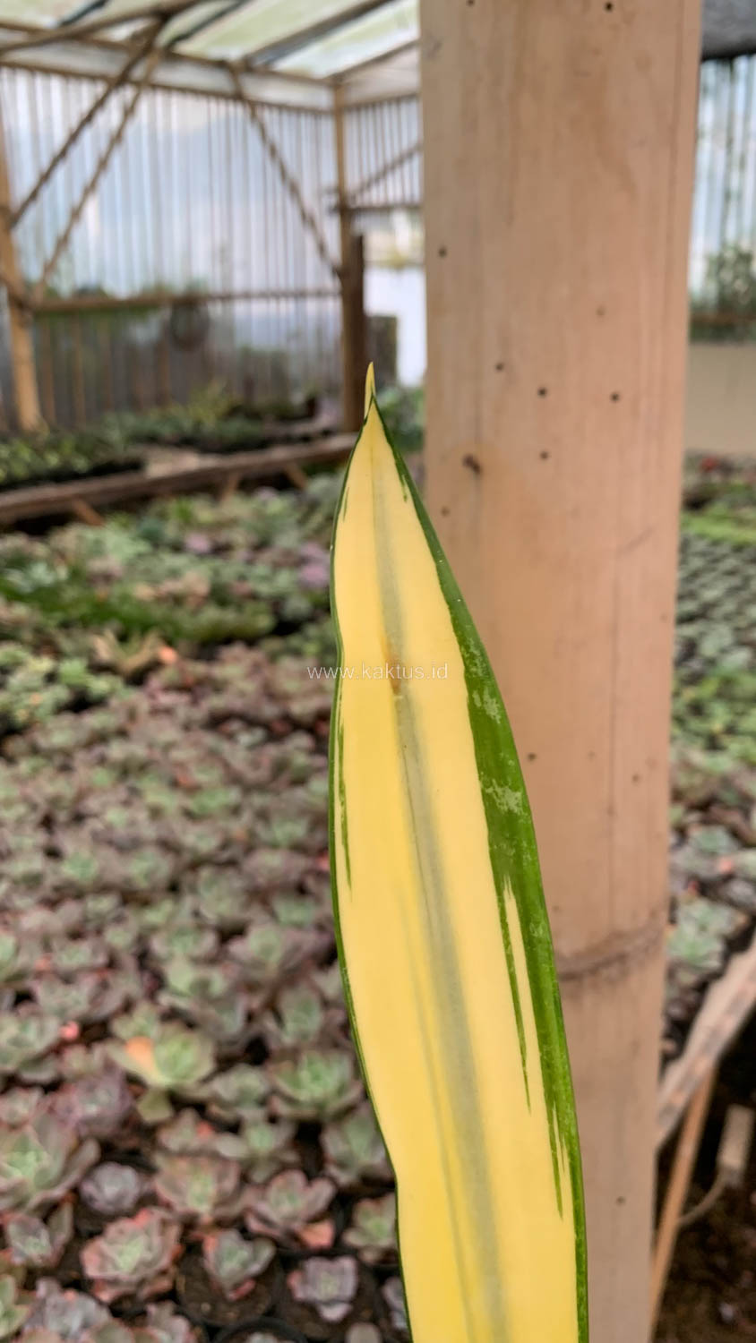 1123. Sansevieria Gold Banner Mutation - Image 3