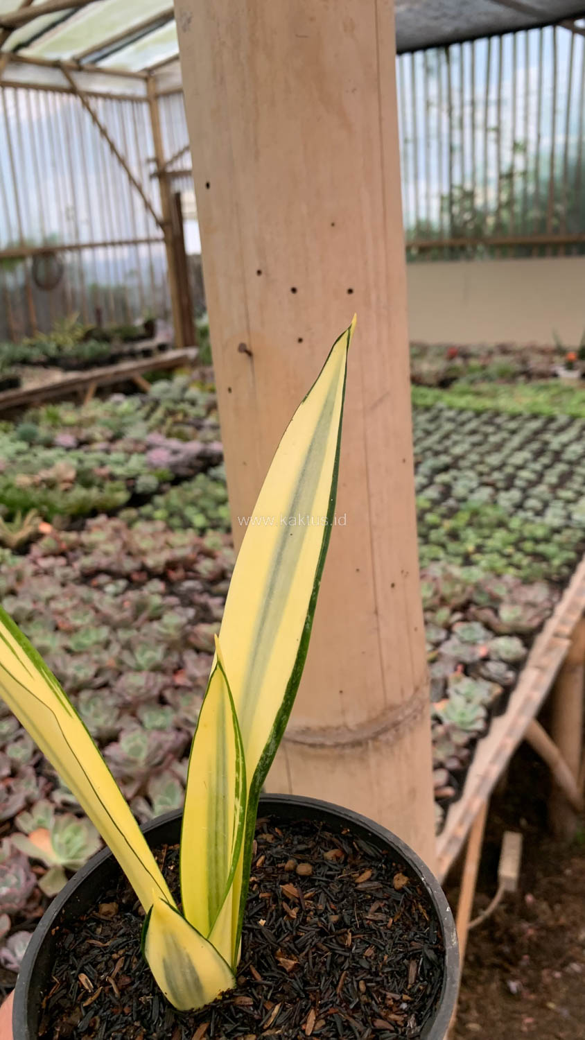 1123. Sansevieria Gold Banner Mutation - Image 8