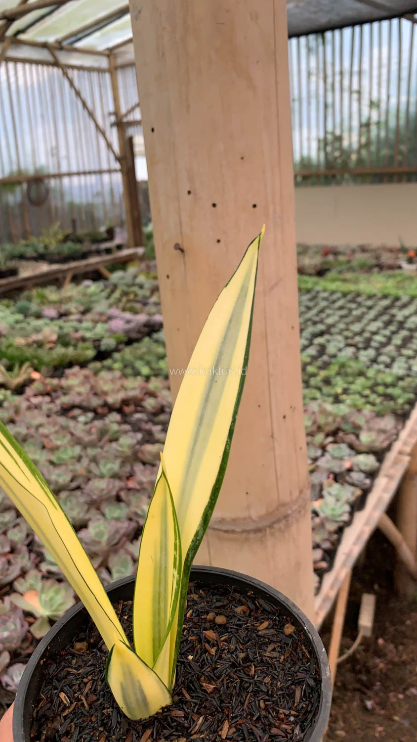 1123. Sansevieria Gold Banner Mutation - Image 2