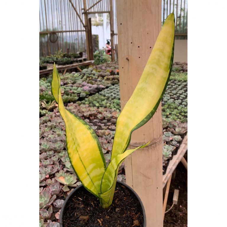 1124. Sansevieria Futura America Golden Variegated