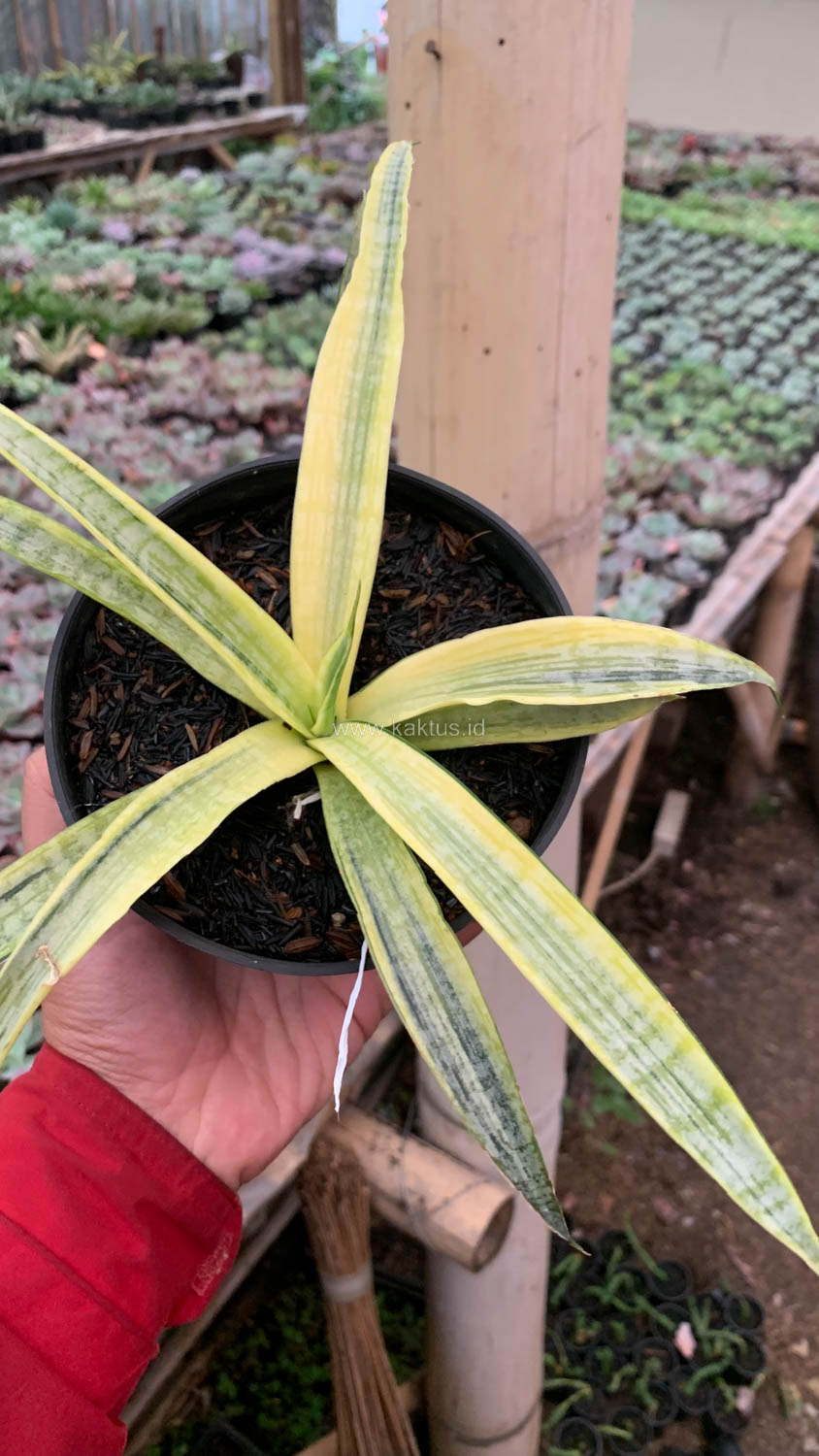 1125. Sansevieria Silver Silk - Image 10