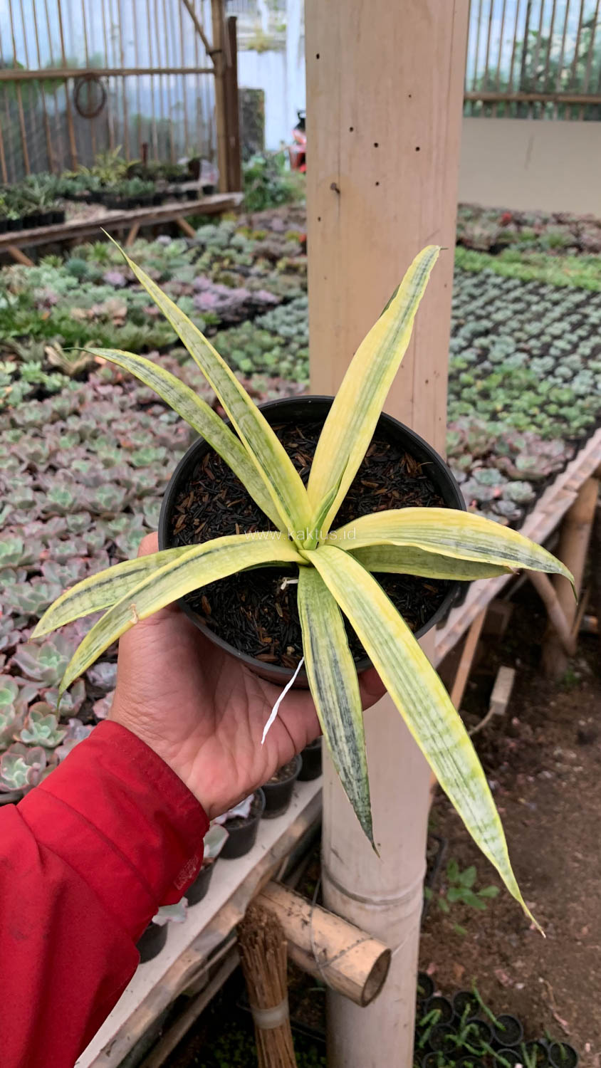 1125. Sansevieria Silver Silk - Image 11