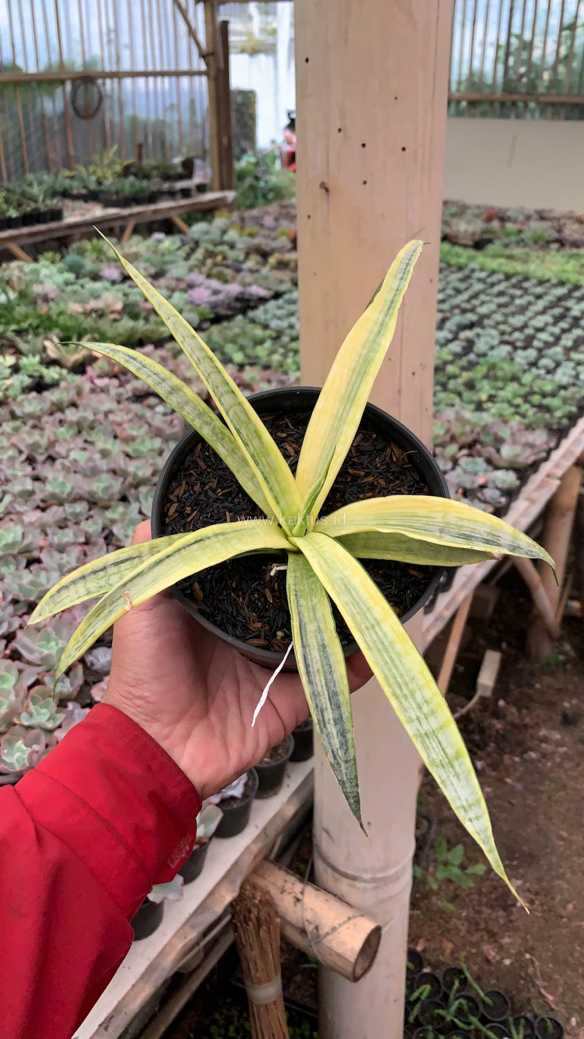 1125. Sansevieria Silver Silk - Image 12