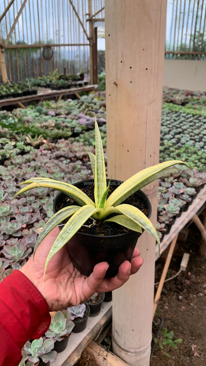 1125. Sansevieria Silver Silk - Image 13