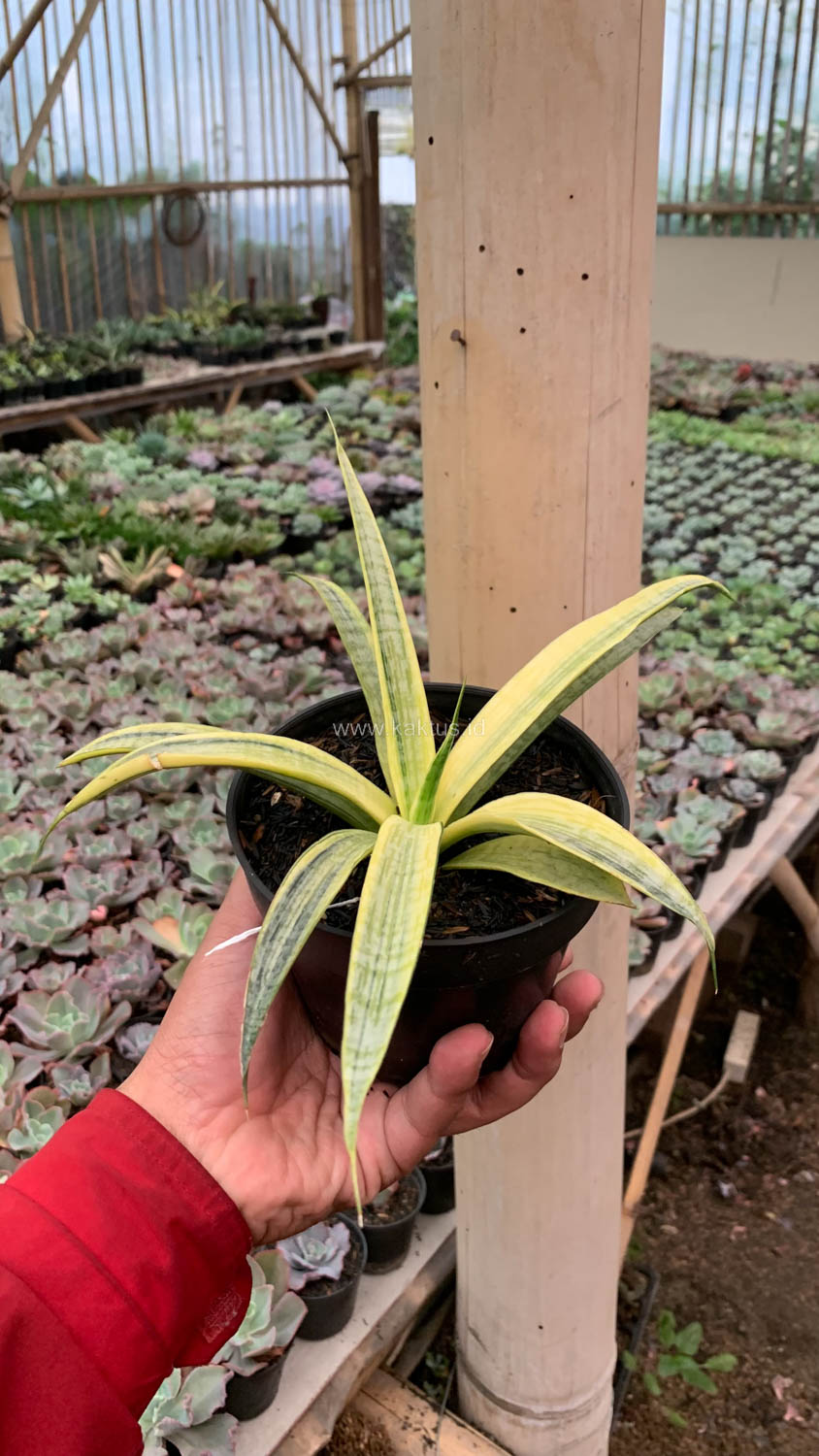1125. Sansevieria Silver Silk - Image 14