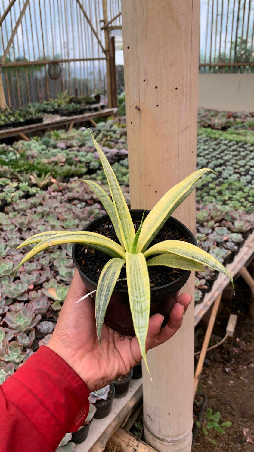 1125. Sansevieria Silver Silk - Image 15