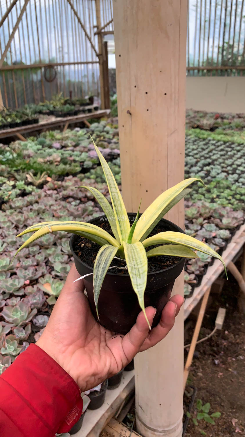 1125. Sansevieria Silver Silk - Image 17