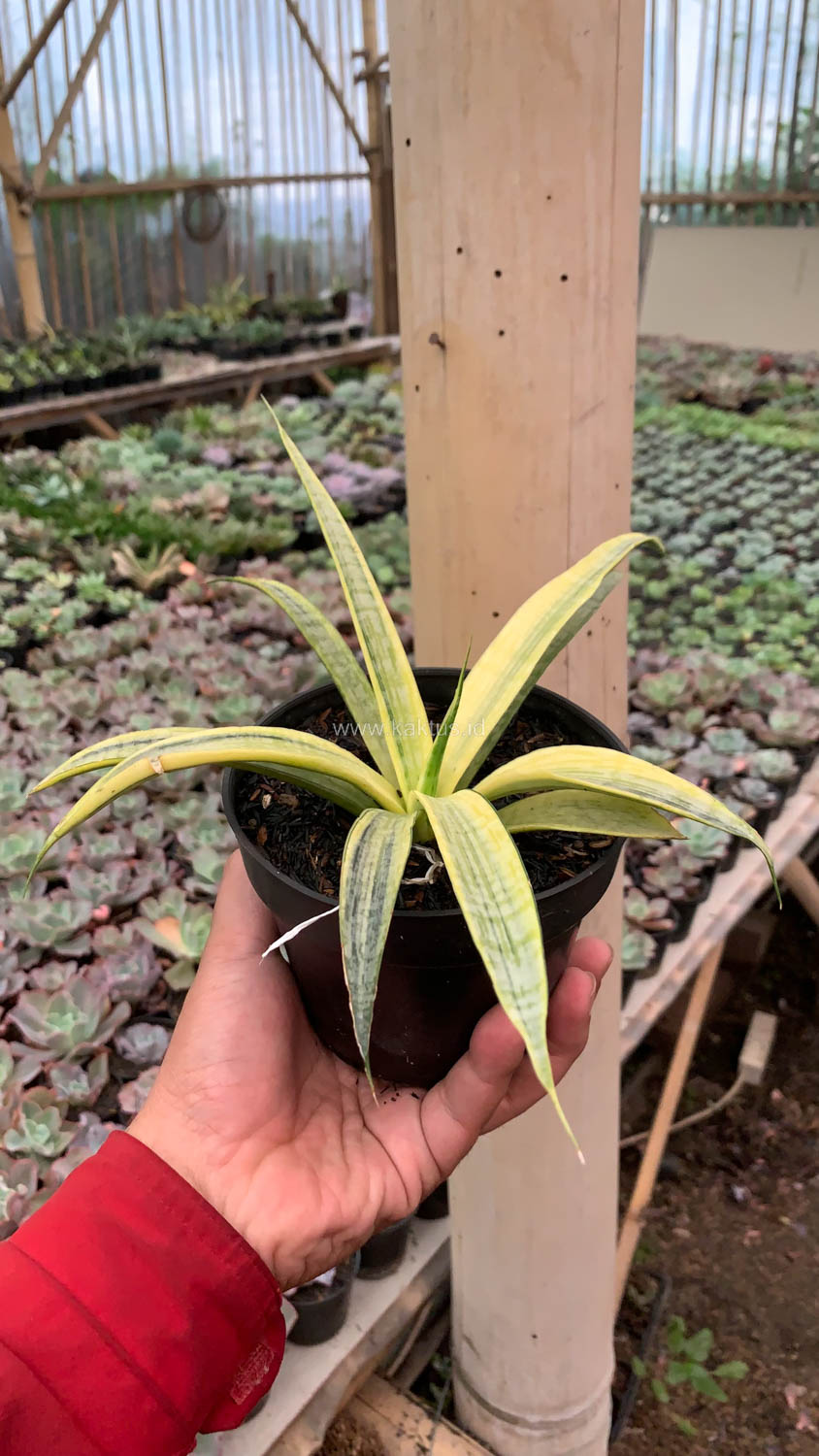 1125. Sansevieria Silver Silk - Image 18