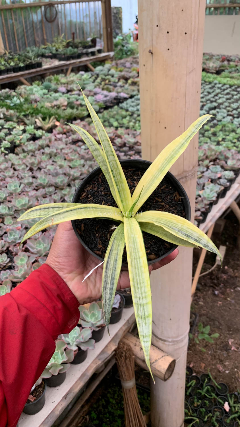 1125. Sansevieria Silver Silk - Image 2