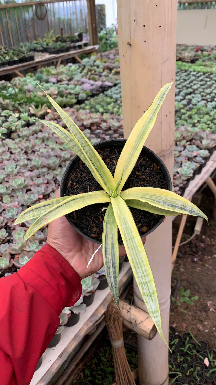 1125. Sansevieria Silver Silk - Image 3