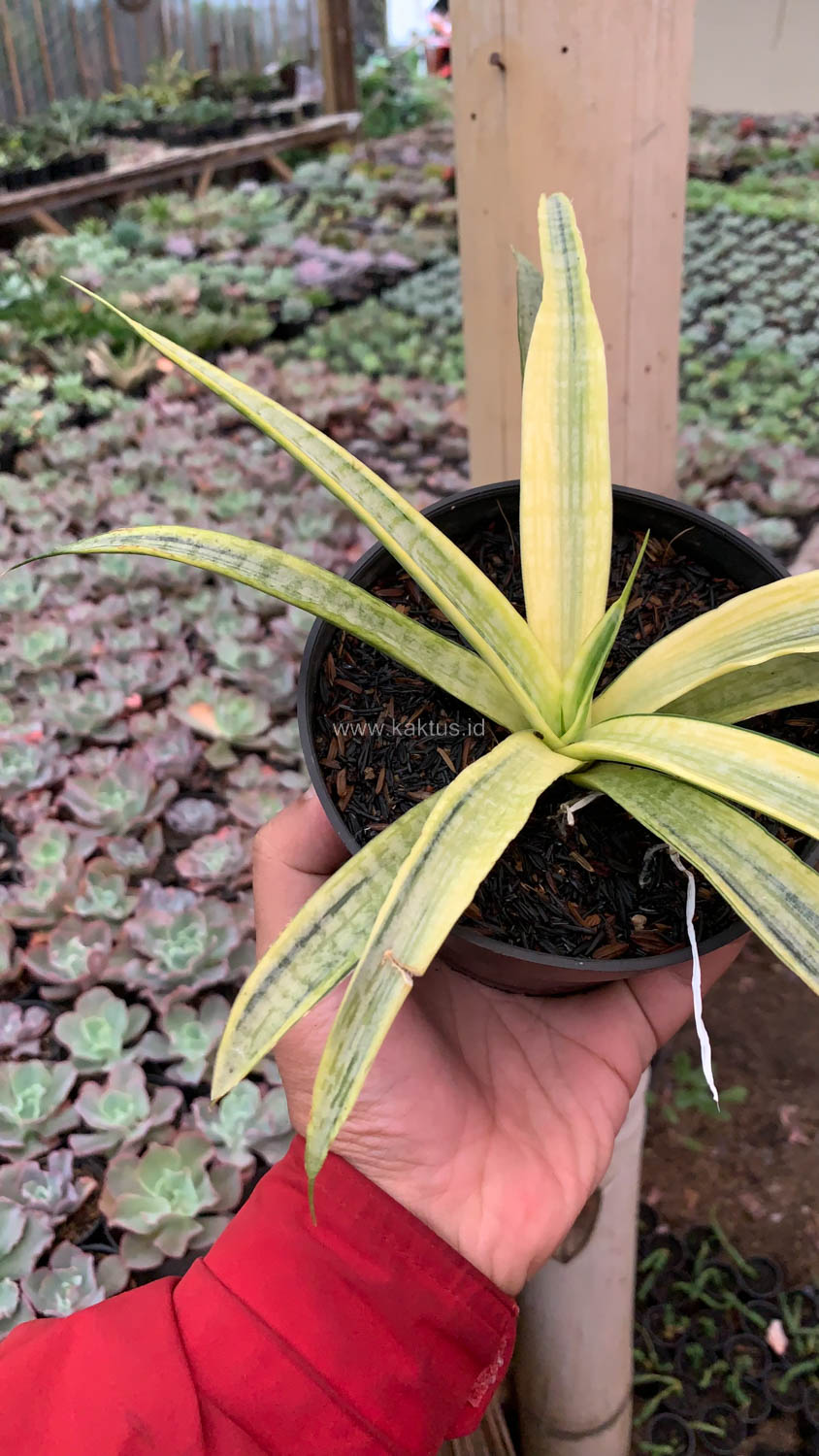 1125. Sansevieria Silver Silk - Image 4