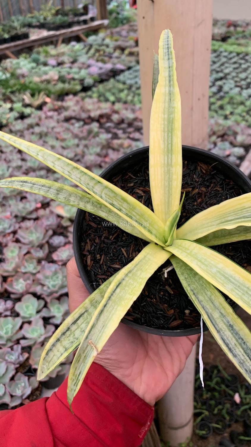 1125. Sansevieria Silver Silk - Image 5