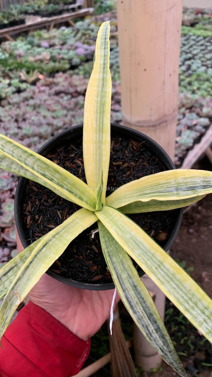 1125. Sansevieria Silver Silk - Image 6