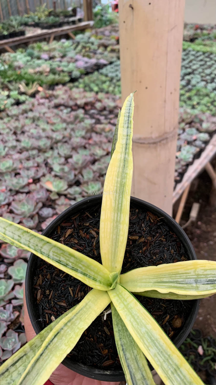 1125. Sansevieria Silver Silk - Image 7