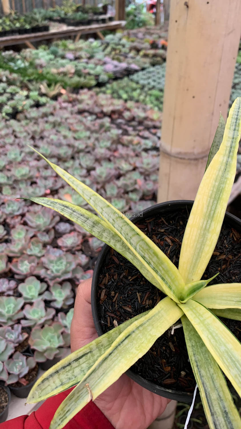 1125. Sansevieria Silver Silk - Image 8
