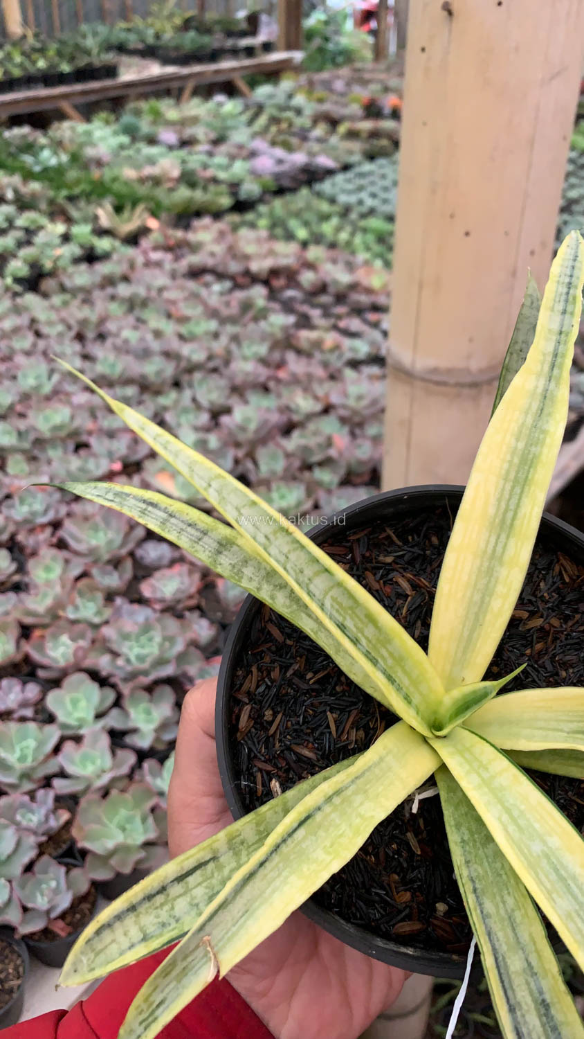 1125. Sansevieria Silver Silk - Image 9