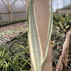 Alternative view of 1126. Sansevieria Craigii