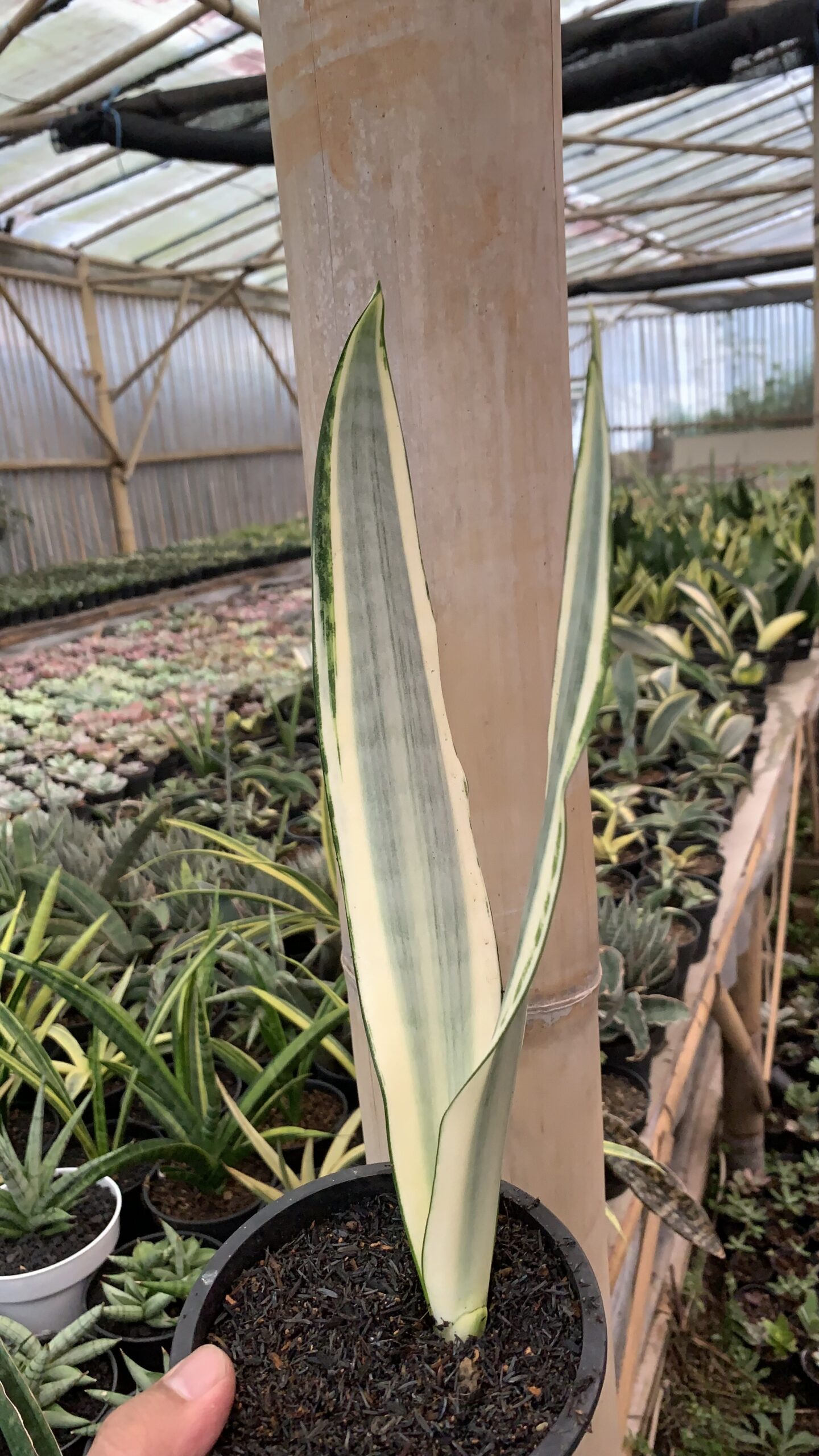 1126. Sansevieria Craigii - Image 2