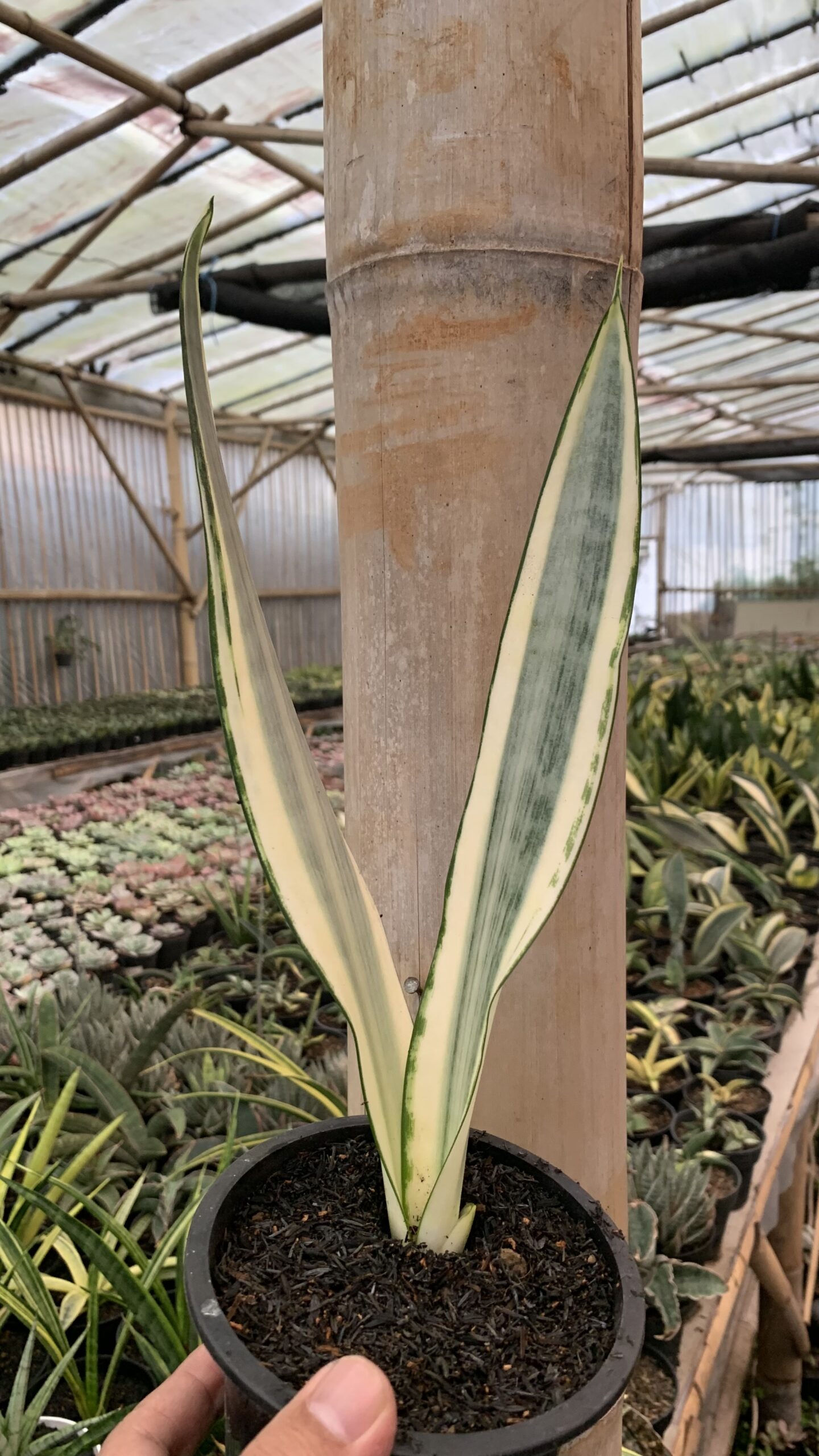 1126. Sansevieria Craigii - Image 5