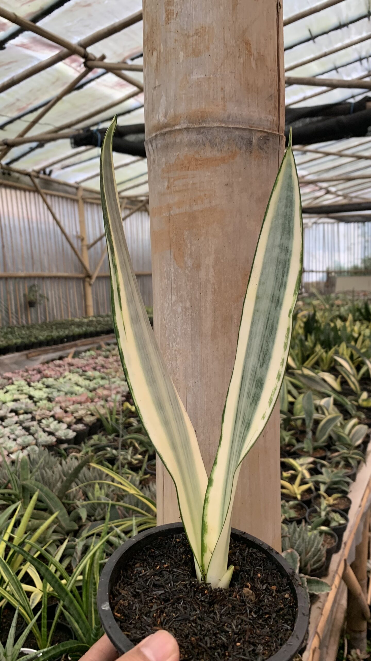1126. Sansevieria Craigii - Image 4