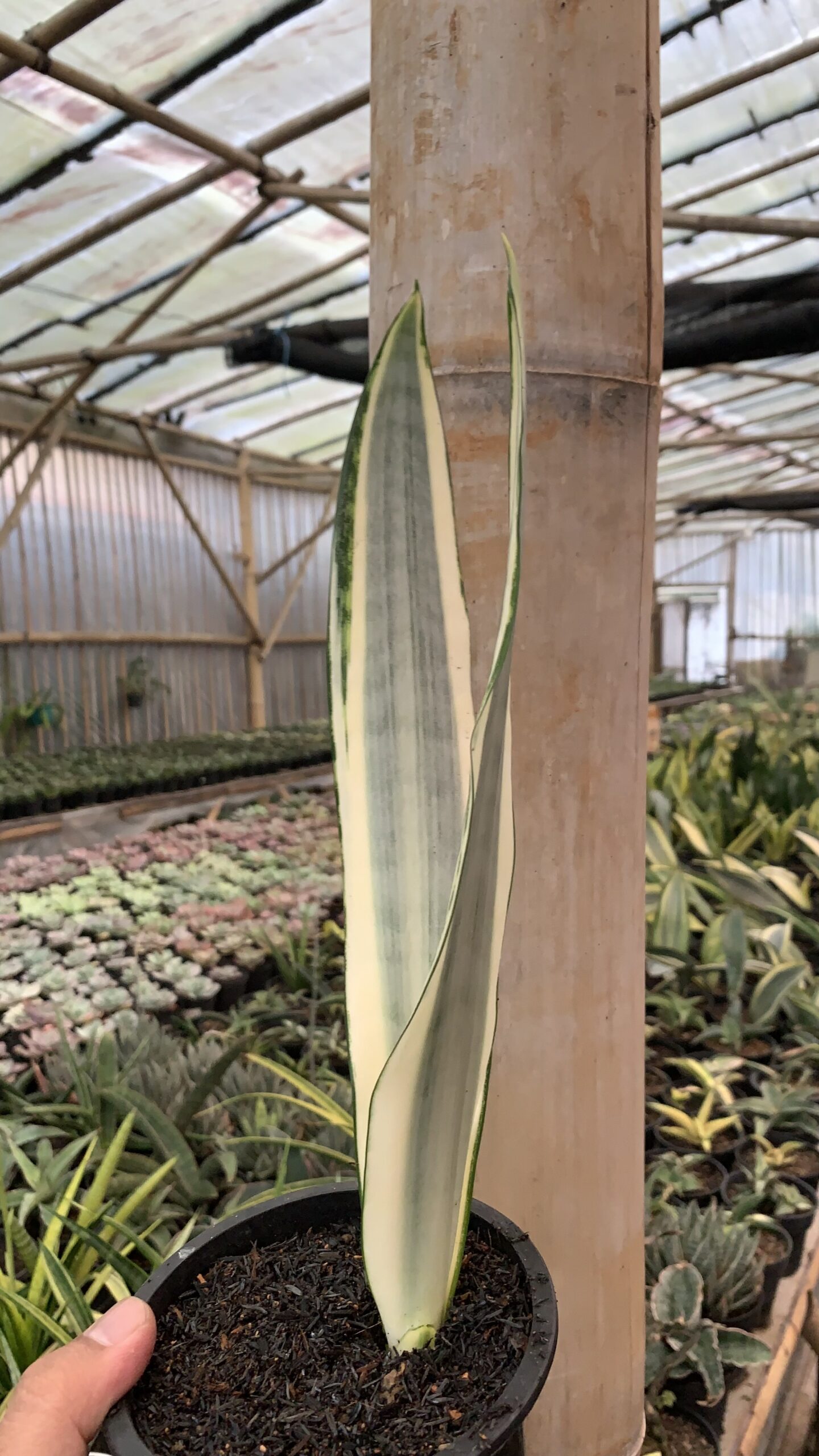 1126. Sansevieria Craigii - Image 3