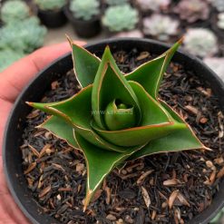 Alternative view of 1127. Sansevieria Tower Hybrid