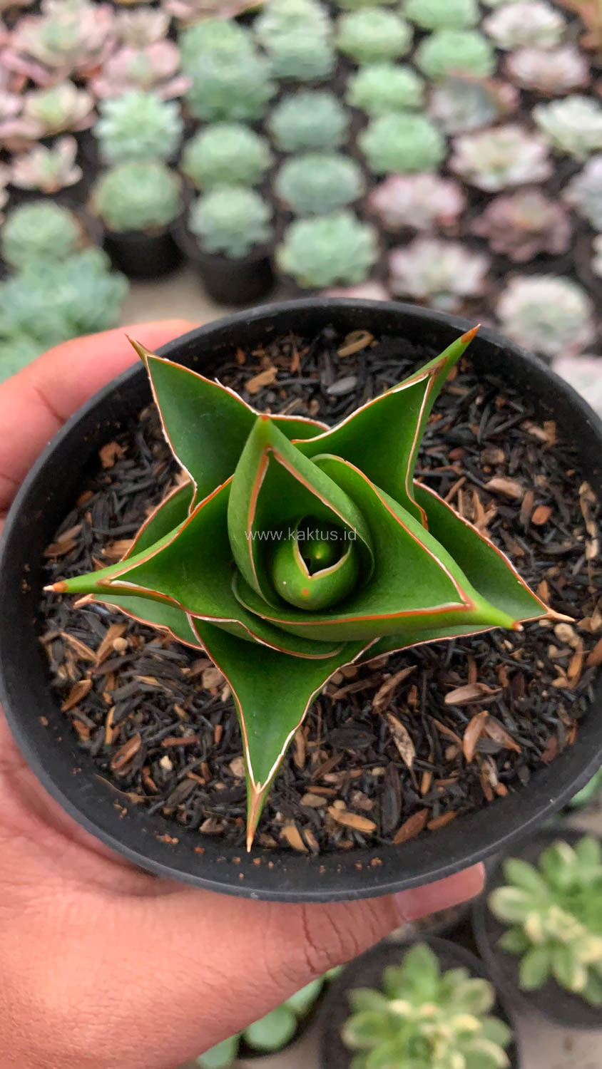 1127. Sansevieria Tower Hybrid - Image 3