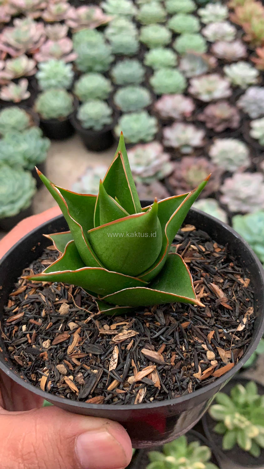 1127. Sansevieria Tower Hybrid - Image 4