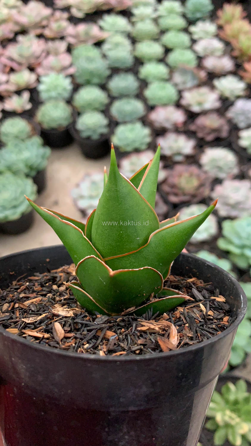 1127. Sansevieria Tower Hybrid - Image 5