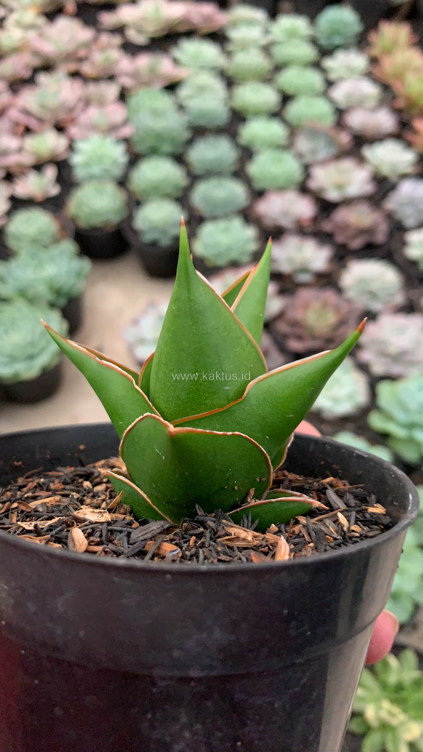 1127. Sansevieria Tower Hybrid - Image 6
