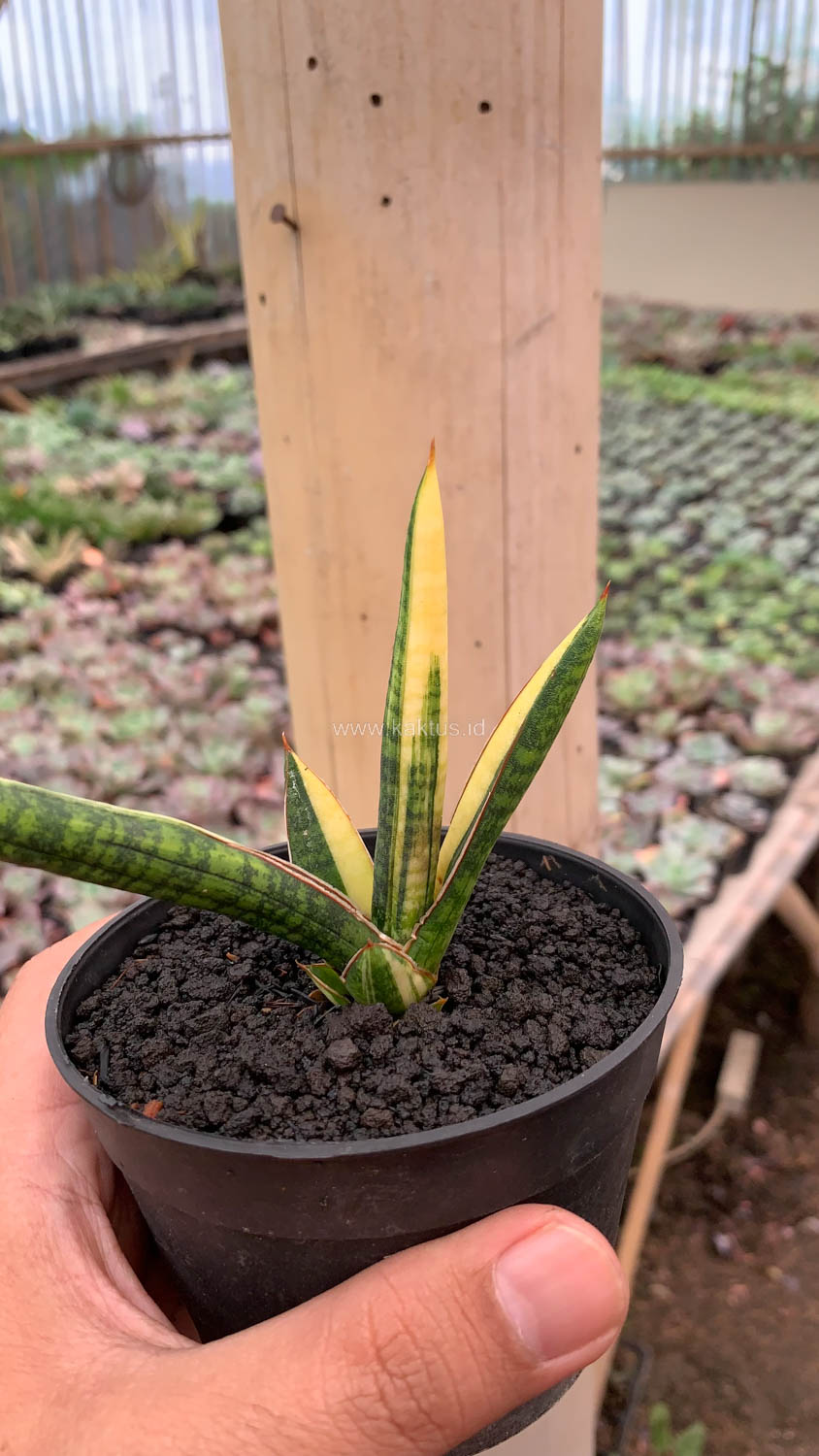 1128. Sansevieria Bella Black Variegated - Image 2