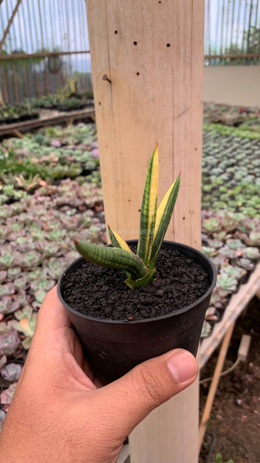 1128. Sansevieria Bella Black Variegated - Image 3