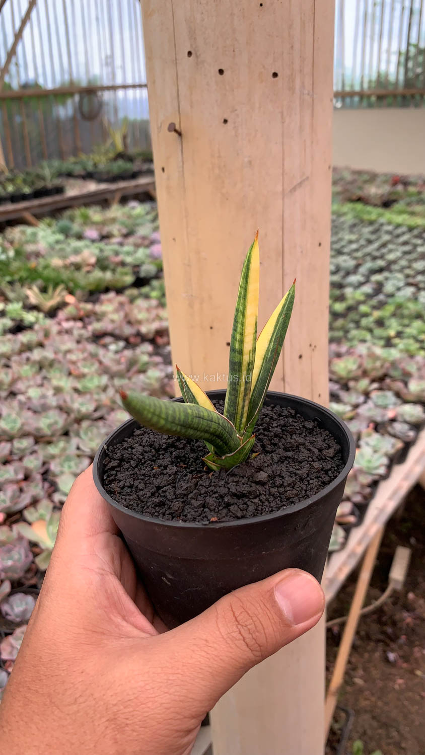 1128. Sansevieria Bella Black Variegated - Image 4