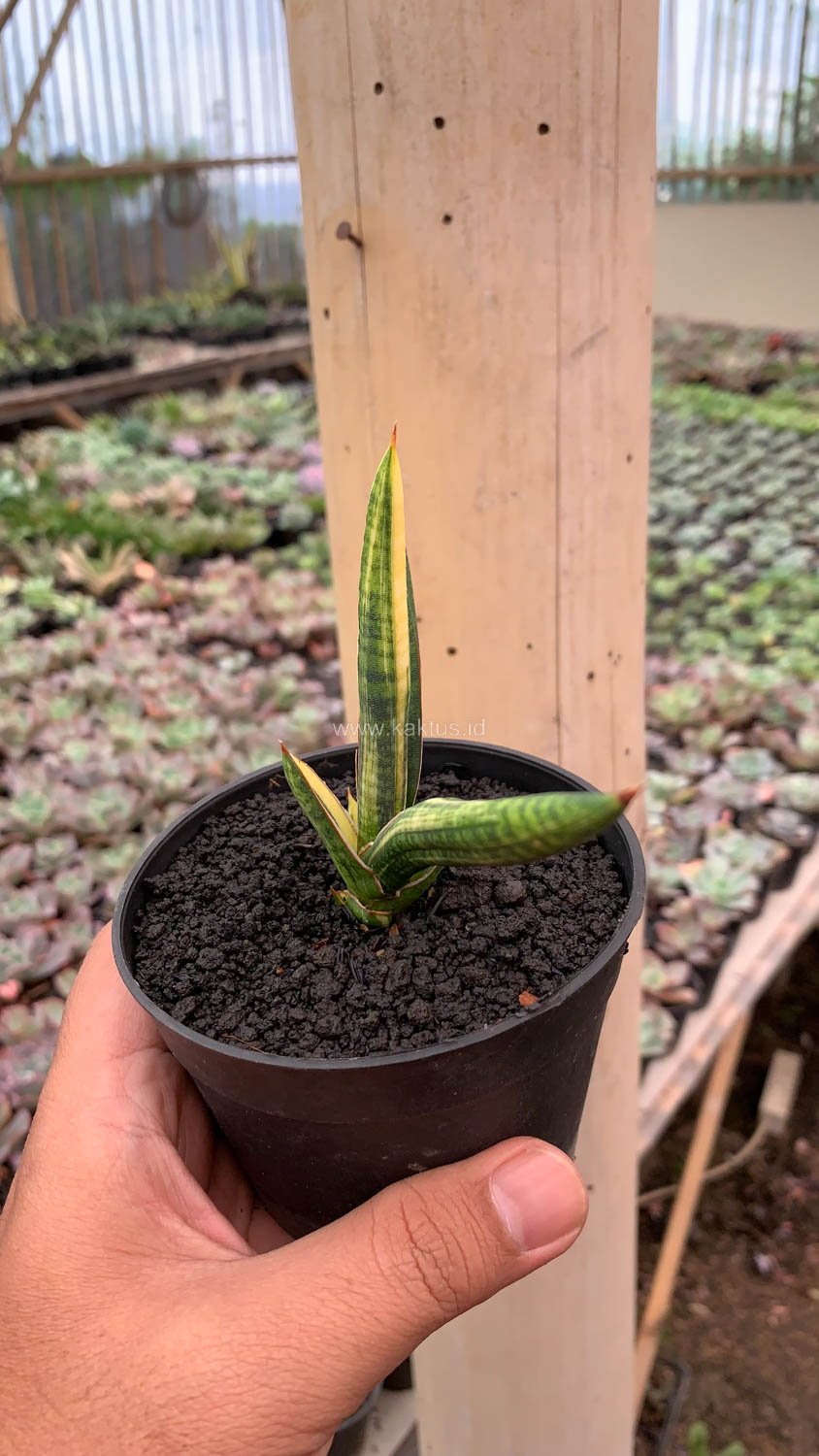 1128. Sansevieria Bella Black Variegated - Image 5