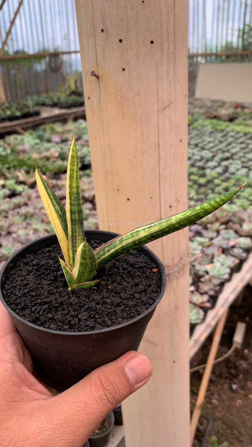 1128. Sansevieria Bella Black Variegated - Image 6