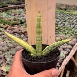 Alternative view of 1129. Sansevieria Boncel Variegated