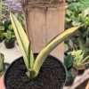 1131. Sansevieria Bandidos