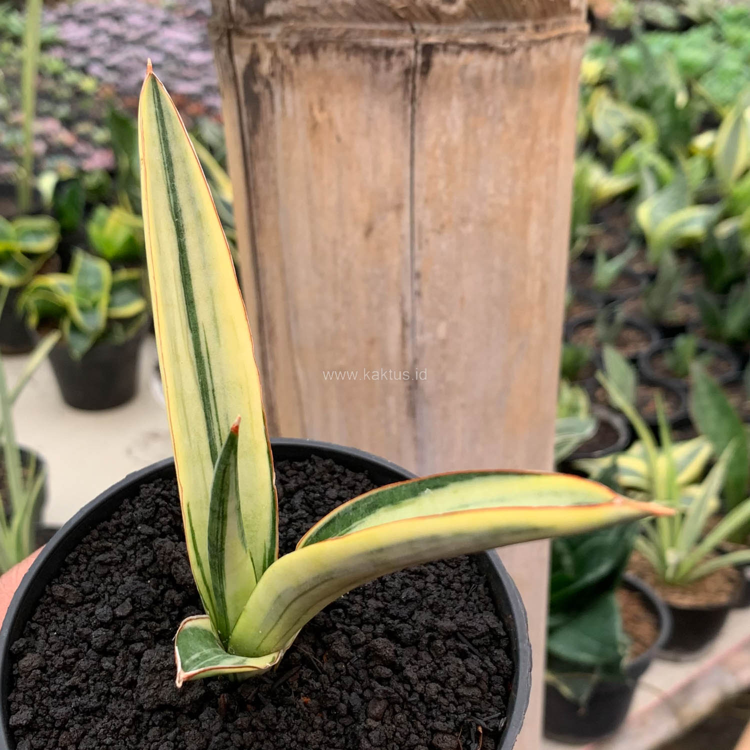 1131. Sansevieria Bandidos - Image 6