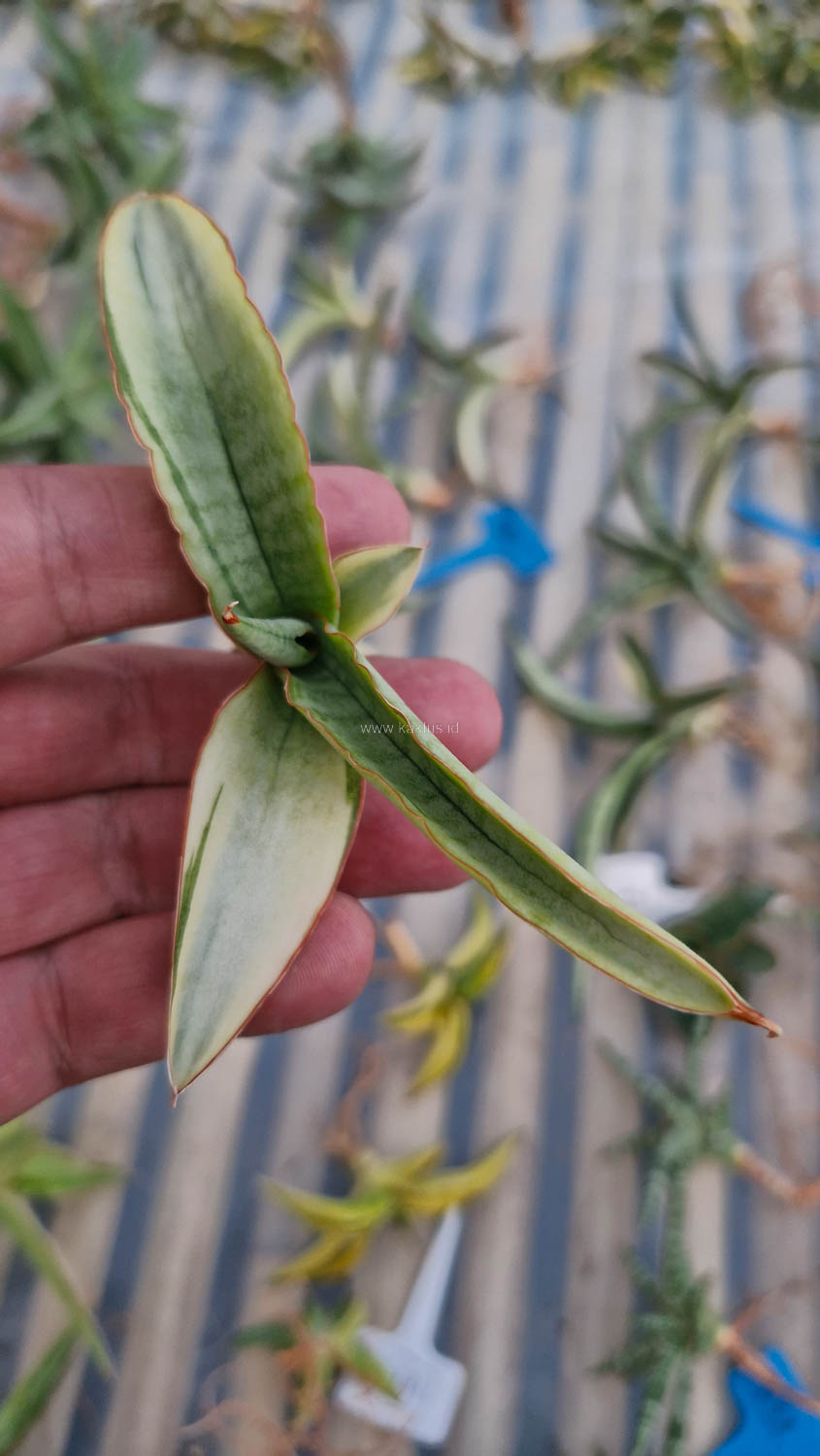 1131. Sansevieria Bandidos - Image 2